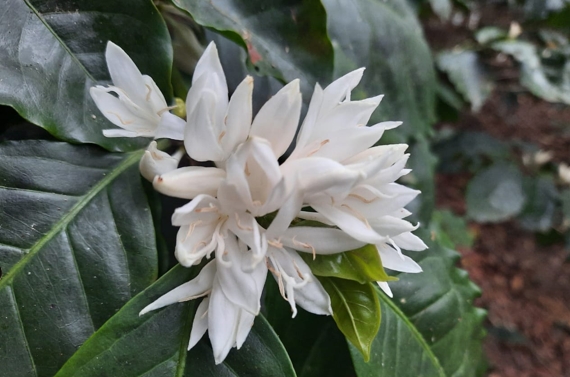 Flor de San Juan - Nicaragua