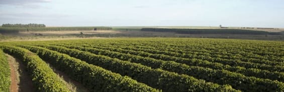 Fazenda Promissão - Brésil