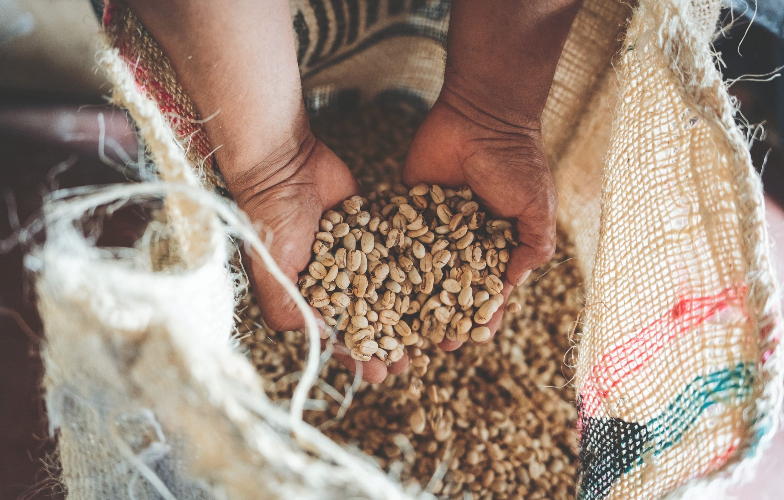 Mani che reggono caffè in pergamena appena lavorato