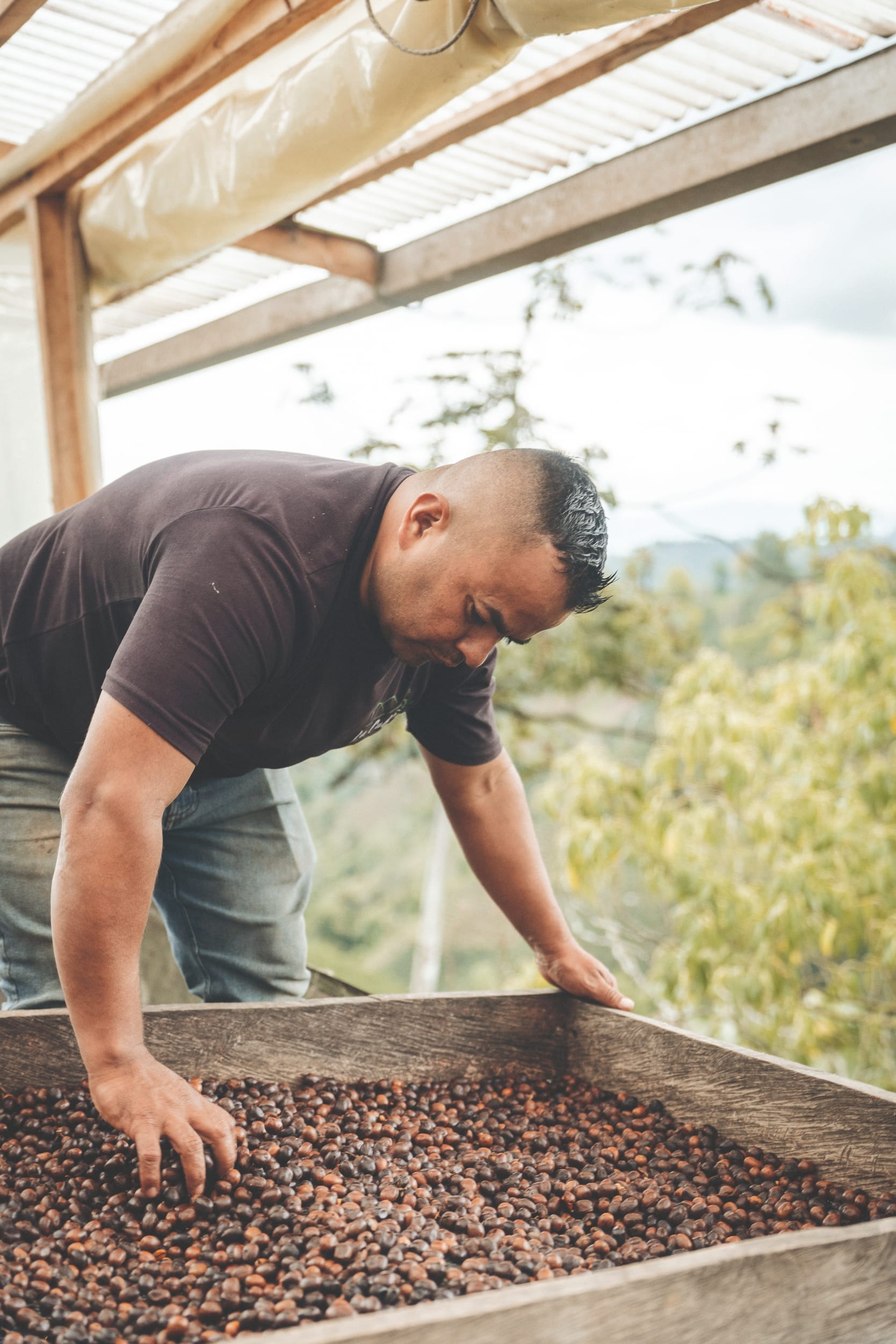 Caffè in fase di essiccazione su un setaccio di legno