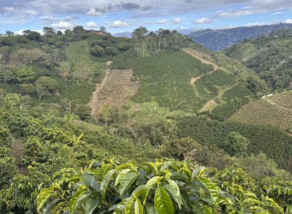 Los Rosales - Colombia