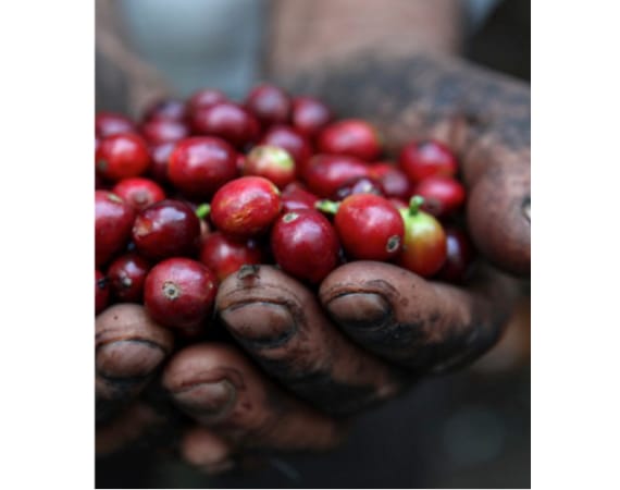 Manos sosteniendo cerezas de café maduras recién recolectadas en Ndunduri, Kenia