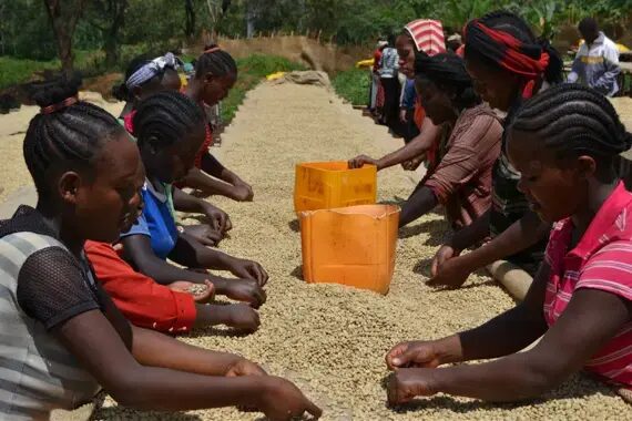 Yirgacheffe Kochere Gr.2 – Etiopía