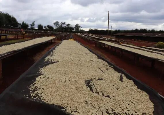 Kirimahiga AA – Kenia