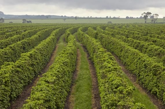 Fazenda São João – café de especialidad de Brasil