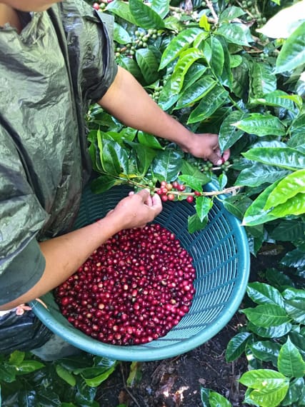 Finca Romesas - Panamá