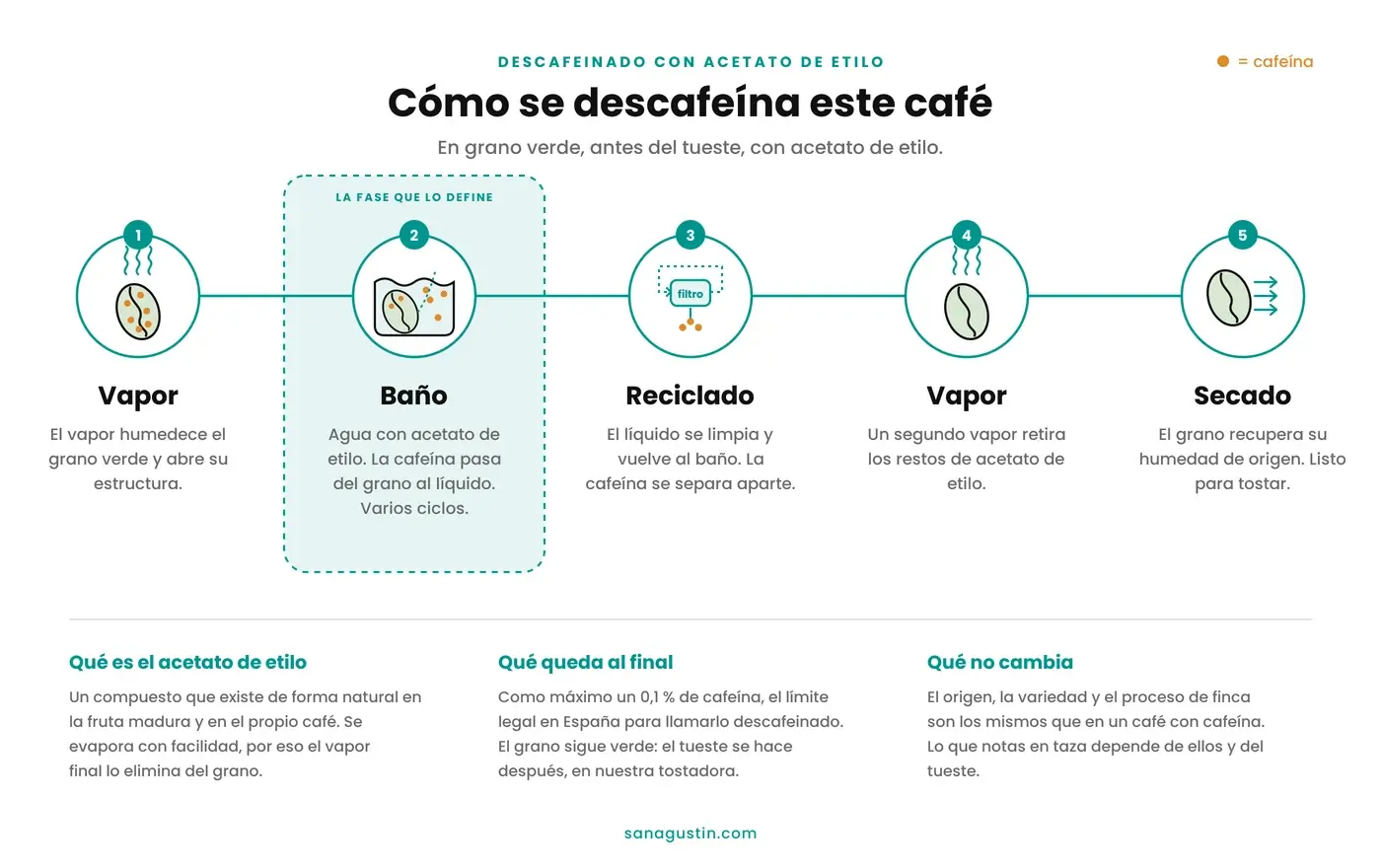 Infografía del descafeinado con acetato de etilo en cinco pasos: vapor, baño en agua con acetato de etilo, reciclado del líquido, segundo vapor y secado del grano verde.