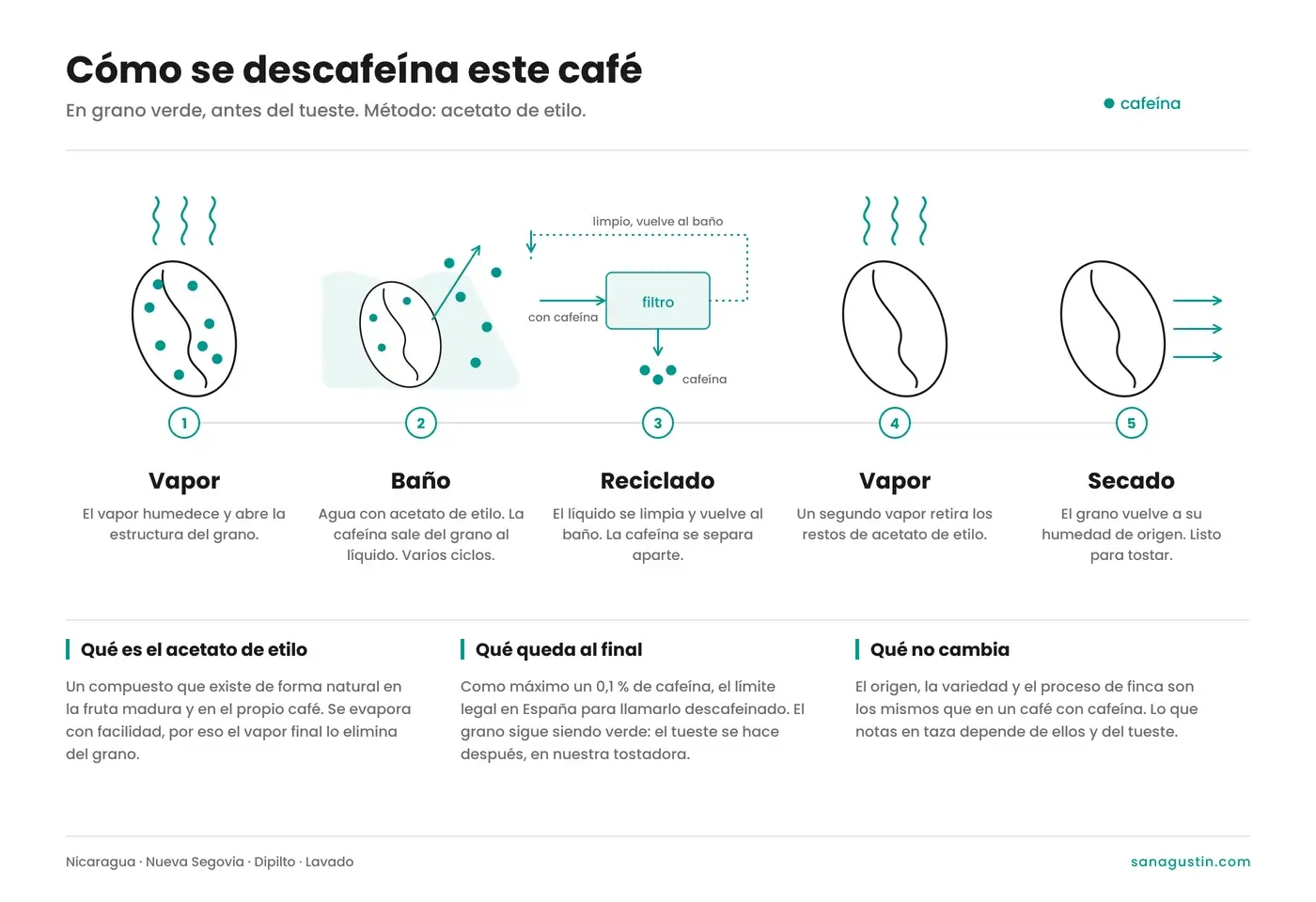 Infografía del proceso de descafeinado con acetato de etilo en cinco pasos: vapor, baño con acetato de etilo, reciclado del disolvente, segundo vapor y secado. Café verde de Nueva Segovia, Nicaragua.