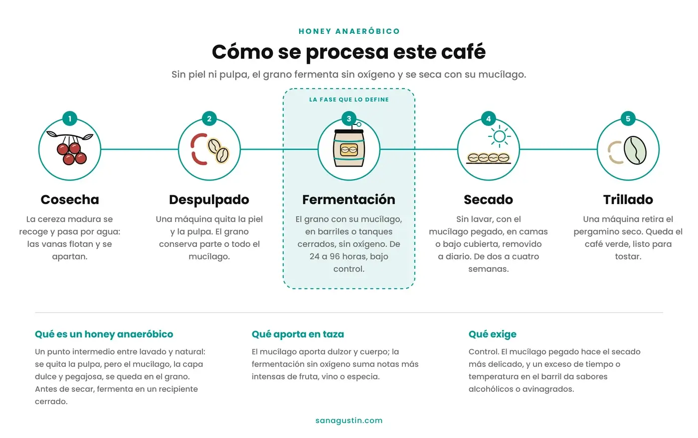 Infografía del proceso honey anaeróbico del café en cinco pasos: cosecha y selección en agua, despulpado conservando el mucílago, fermentación sin oxígeno en recipientes cerrados, secado sin lavar y trillado para obtener el café verde.