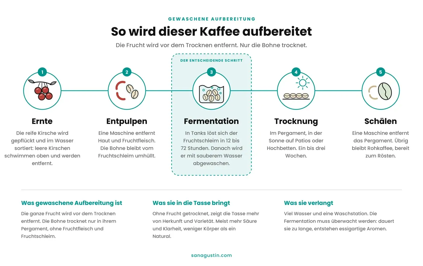 Infografik zum Prozess der gewaschenen Kaffeeverarbeitung in fünf Schritten: Ernte und Selektion im Wasser, Entpulpen, Fermentation und Waschen des Fruchtfleisches, Trocknung des Pergaments und Entspelzen zur Gewinnung von Rohkaffee.