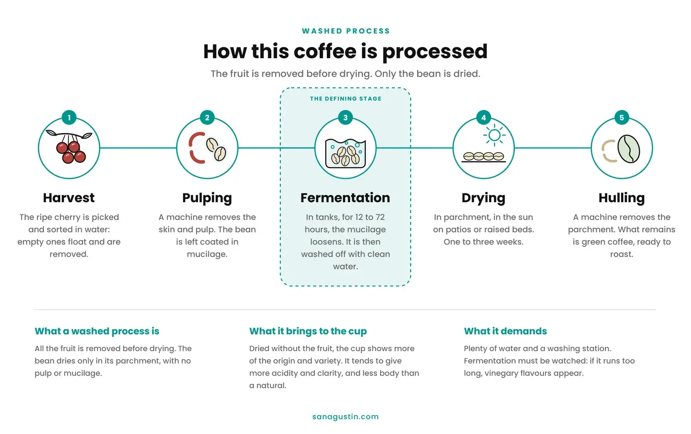 Infographic of the washed coffee process in five steps: harvesting and selection in water, pulping, fermentation and washing of the mucilage, parchment drying and hulling to obtain green coffee.