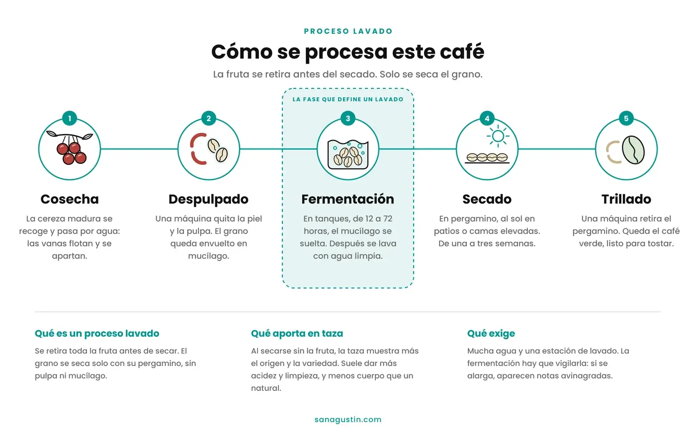 Infografía del proceso lavado del café en cinco pasos: cosecha y selección en agua, despulpado, fermentación y lavado del mucílago, secado en pergamino y trillado para obtener el café verde.