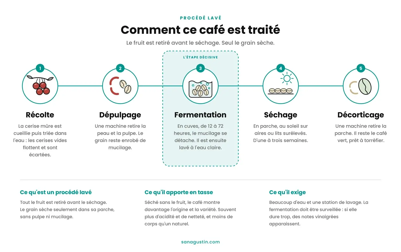 Infographie du processus de traitement du café lavé en cinq étapes : récolte et sélection dans l’eau, dépulpage, fermentation et lavage du mucilage, séchage de la parche et décorticage pour obtenir du café vert.