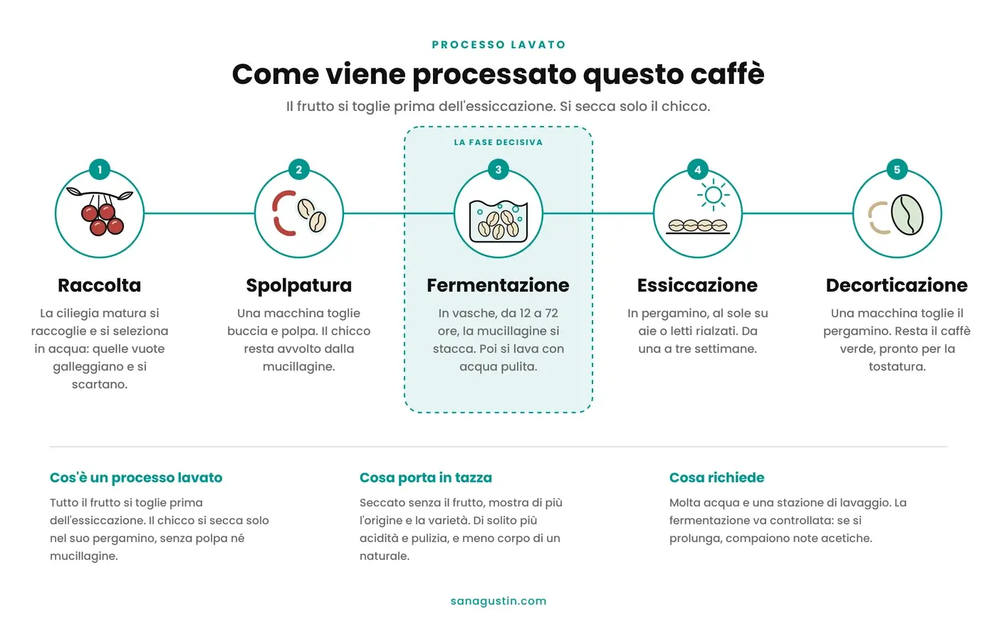 Infografica del processo di lavorazione del caffè lavato in cinque fasi: raccolta e selezione in acqua, spolpatura, fermentazione e lavaggio della mucillagine, essiccazione in pergamino e decorticazione per ottenere il caffè verde.