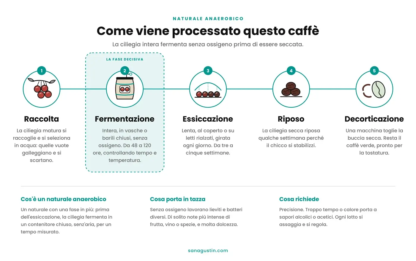 Infografica del processo naturale di produzione anaerobica del caffè in cinque fasi: raccolta e selezione in acqua, fermentazione della ciliegia intera in contenitori chiusi senza ossigeno, essiccazione lenta, riposo e decorticazione per ottenere il caffè verde.