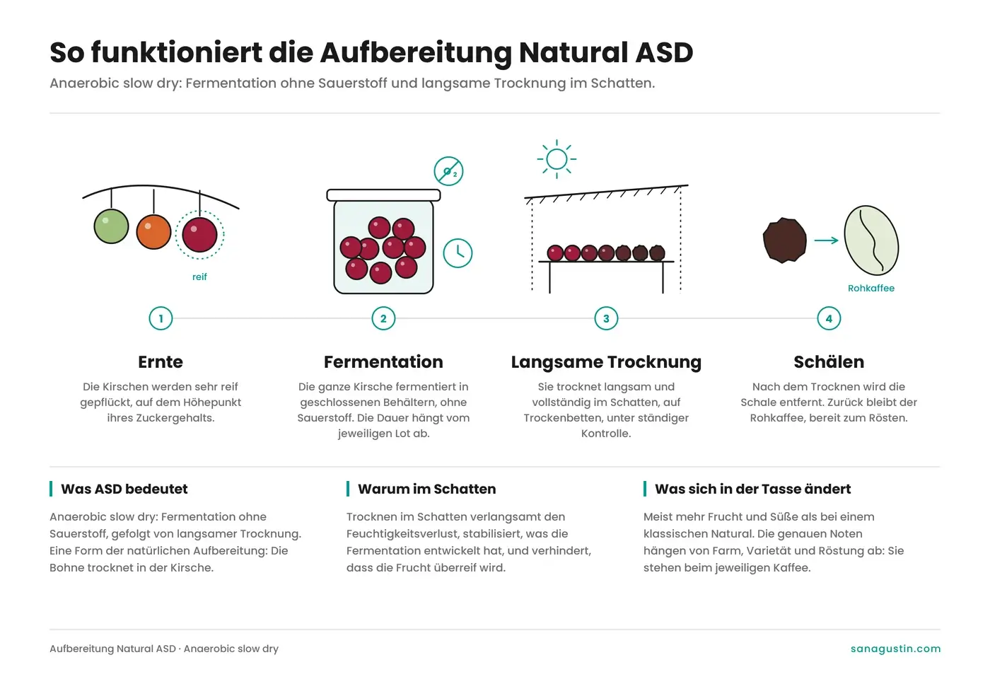 Infografía del proceso natural ASD (anaerobic slow dry) en cuatro pasos: cosecha de la cereza madura, fermentación sin oxígeno, secado lento a la sombra y trilla.