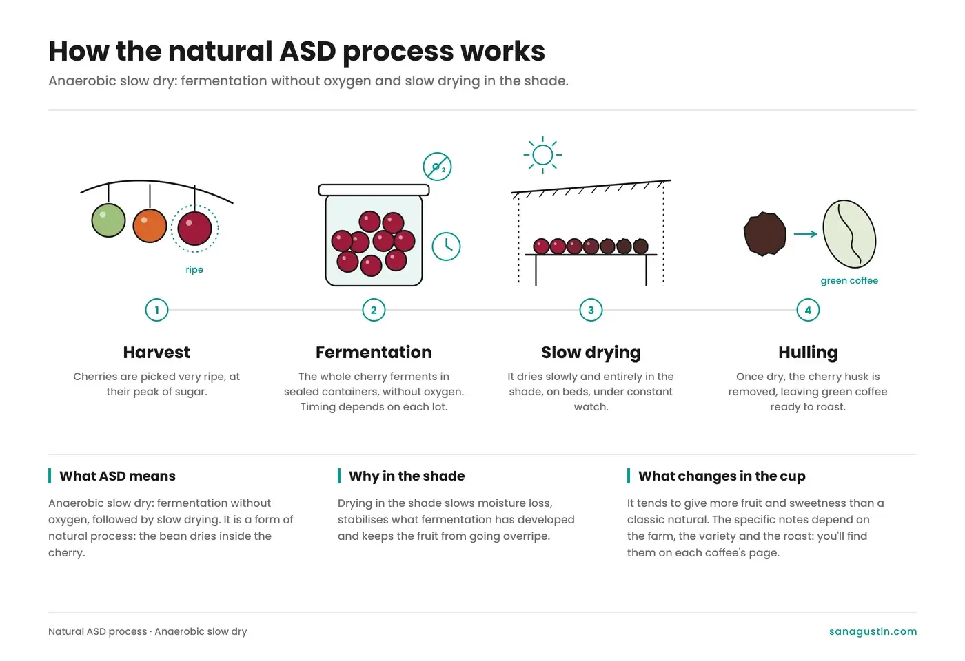 Infografía del proceso natural ASD (anaerobic slow dry) en cuatro pasos: cosecha de la cereza madura, fermentación sin oxígeno, secado lento a la sombra y trilla.