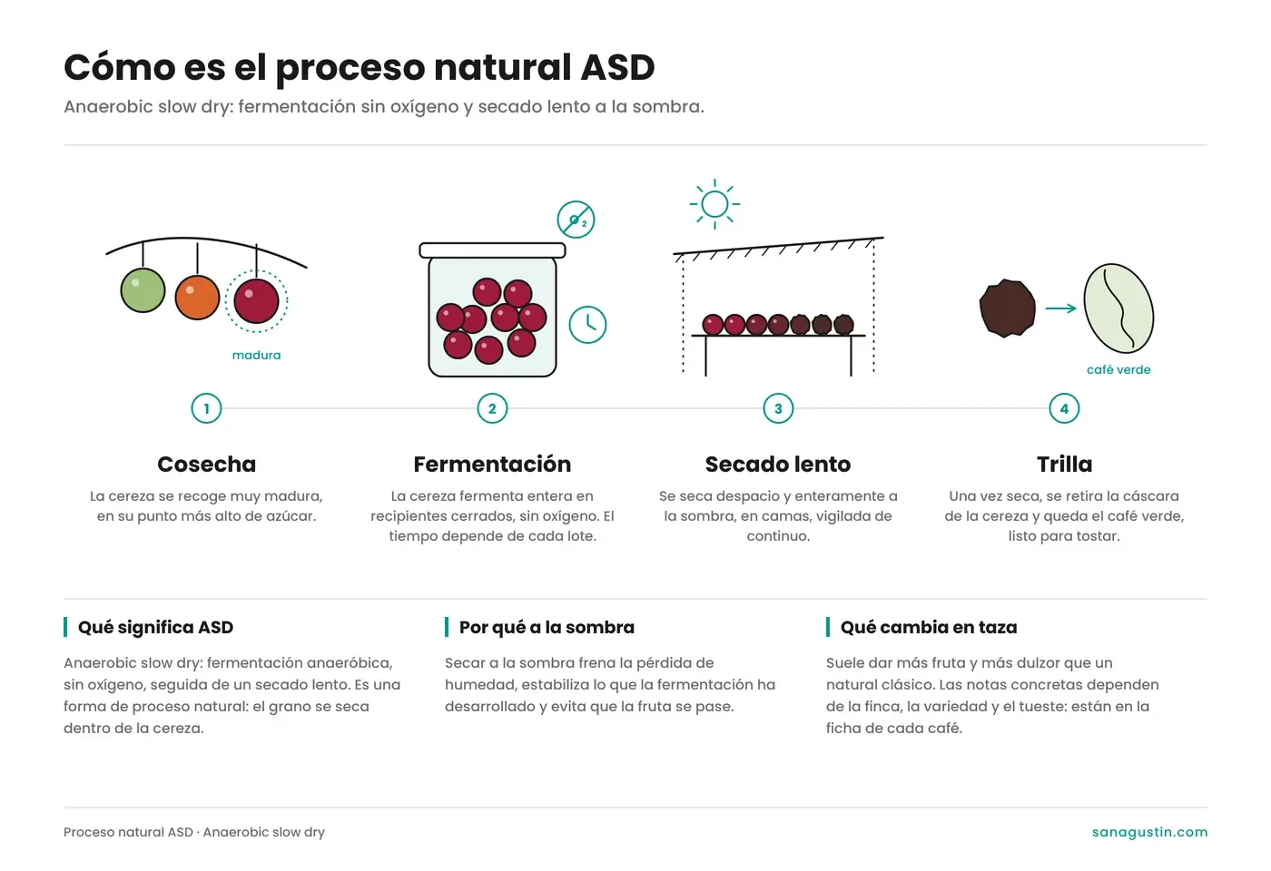 Infografía del proceso natural ASD (anaerobic slow dry) en cuatro pasos: cosecha de la cereza madura, fermentación sin oxígeno, secado lento a la sombra y trilla.
