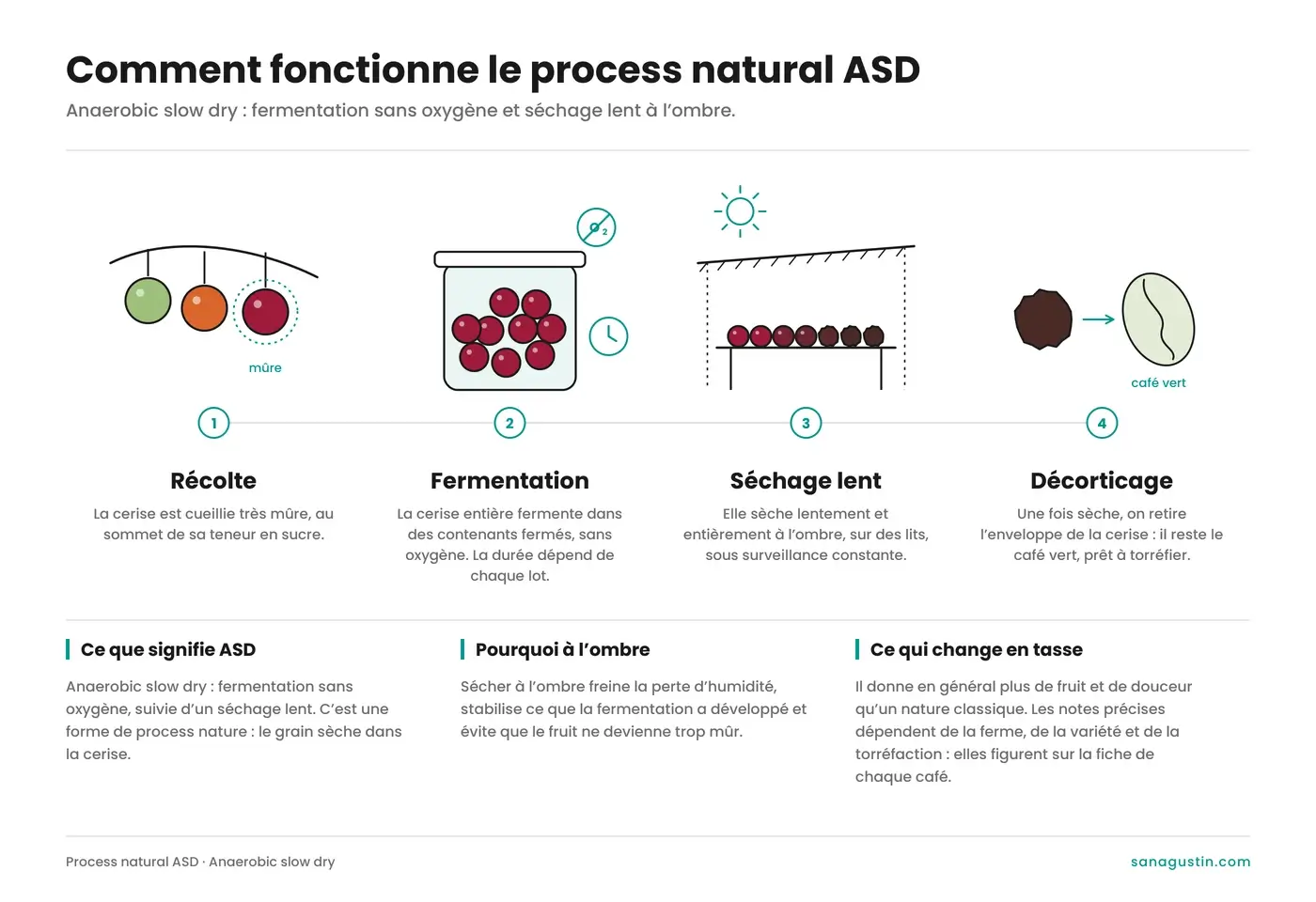 Infografía del proceso natural ASD (anaerobic slow dry) en cuatro pasos: cosecha de la cereza madura, fermentación sin oxígeno, secado lento a la sombra y trilla.