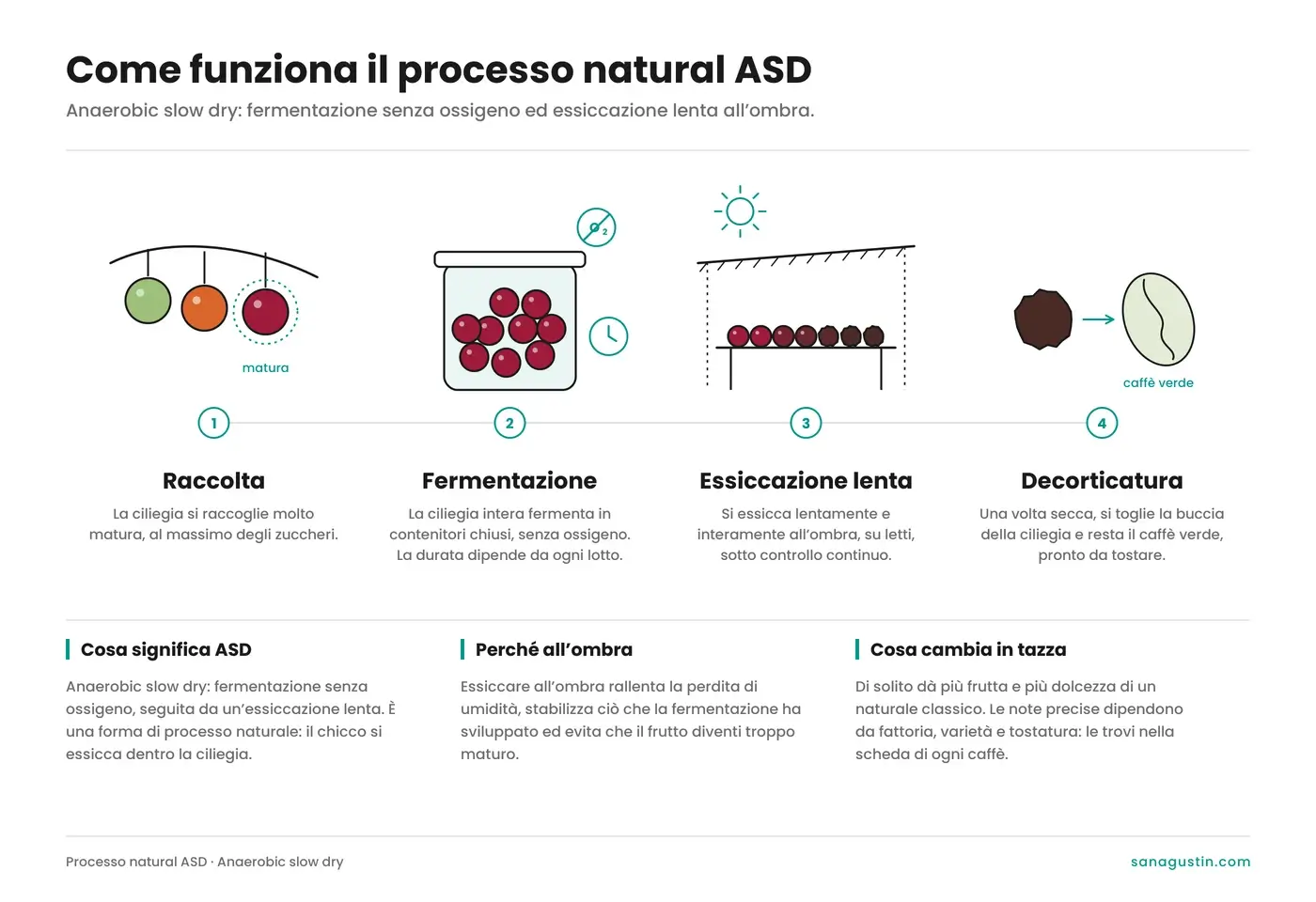 Infografía del proceso natural ASD (anaerobic slow dry) en cuatro pasos: cosecha de la cereza madura, fermentación sin oxígeno, secado lento a la sombra y trilla.