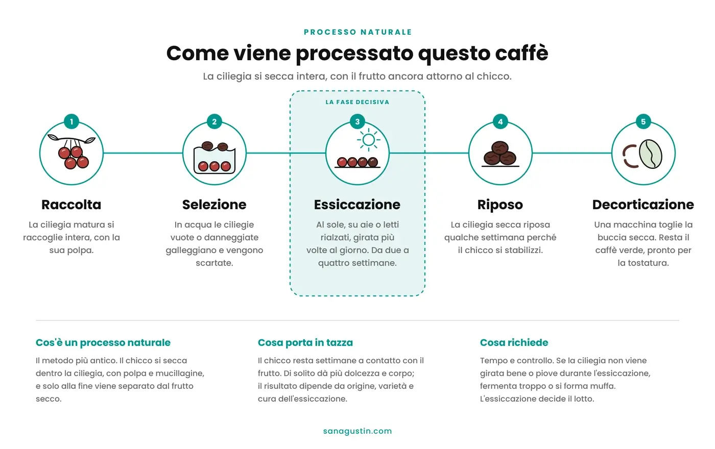 Infografica del processo naturale di lavorazione del caffè in cinque fasi: raccolta delle ciliegie intere, selezione in acqua, essiccazione al sole per due-quattro settimane, riposo e decorticazione per ottenere il caffè verde.